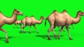 Group of Camels Walks Green Screen 3D Renderings Animations