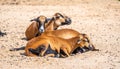 Group of cameroun sheeps latin name Ovis aries aries is resting at the ground Royalty Free Stock Photo