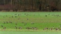 A group of Canada geese Branta canadensis, or Canadian geese