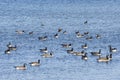 Group of Canada geese (Branta Canadensis) in Lake Ontario, Toronto, Canada