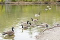 Group of Canada geese (Branta canadensis) in a pond