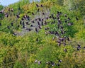 Canada Geese Photo and Image. Flock of birds. Flying birds. Canada Geese flying over evergreen trees background in their