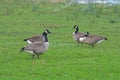 group of canada geese in a meadow