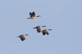 Group of Canada Geese Migrating in Spring - Ontario, Canada Royalty Free Stock Photo