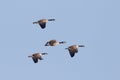 Group of Canada Geese Migrating in Spring - Ontario, Canada Royalty Free Stock Photo