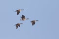 Group of Canada Geese Migrating in Spring - Ontario, Canada Royalty Free Stock Photo