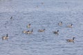 Group of Canada Geese Royalty Free Stock Photo