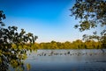 Group of Canada geese swimming in the lake Royalty Free Stock Photo