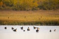 Group of Canada Geese wading or floating in the Gros-Cacouna Marsh shallow water Royalty Free Stock Photo