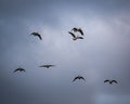Group of Canada geese (Branta canadensis) flying in a cloudy sky Royalty Free Stock Photo
