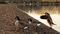 A group of Canada goose walking by the lake Royalty Free Stock Photo