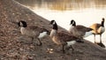 A group of Canada goose walking by the lake Royalty Free Stock Photo