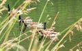 Group of Canada gooses swimming in the Meuse river in Belgium Royalty Free Stock Photo