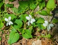 Group of Canada Violets, Viola canadensis Royalty Free Stock Photo