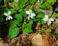 Group of Canada Violets, Viola canadensis Royalty Free Stock Photo