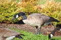 Group of Canadian Geese eating Royalty Free Stock Photo