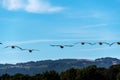 Group of Canadian geese flying in formation over California woods and hills Royalty Free Stock Photo