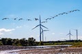 Group of Canadian geese flying over Maas river in V formation towards windmill turbines Royalty Free Stock Photo