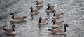 A Gaggle of Canadian Geese