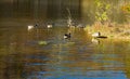 Group of Canadian Geese on Pandapas Pond Royalty Free Stock Photo