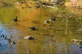 Group of Canadian Geese on Pandapas Pond Royalty Free Stock Photo