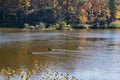 Group of Canadian Geese on Pandapas Pond Royalty Free Stock Photo