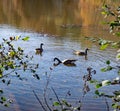 Group of Canadian Geese on Pandapas Pond Royalty Free Stock Photo