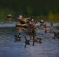 Group of Canadian Geese Rest on Log Royalty Free Stock Photo