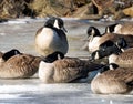 Canadian Geese huddled on a frozen lake