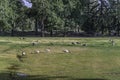 A group of canadian gooses standing in prince`s island park Royalty Free Stock Photo