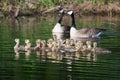 A group of Canadian goslings swimming together