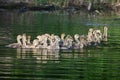 A group of Canadian goslings swimming together