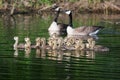 A group of Canadian goslings swimming together