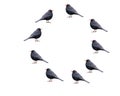 A group of canaries birds on a white background