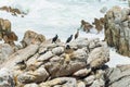 Phalacrocorax capensis on their nest, next to the shore in betty,s bay Royalty Free Stock Photo