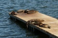 Group of Cape fur seals, Arctocephalus pusillus pusillus in Latin. Royalty Free Stock Photo