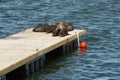 Group of Cape fur seals, in Latin, Arctocephalus pusillus pusillus, lying and sunbathing on wooden pier with orange buoy. Royalty Free Stock Photo