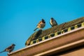Cape Sparrows sitting on a house roof