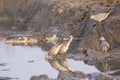 Group of Cape Turtle Doves Royalty Free Stock Photo