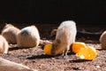 Group of capybaras eating at Zoo facility