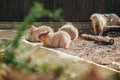 Group of capybaras lying down in Zoo facility Royalty Free Stock Photo