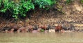 Group of Capybaras on a river bank in the falling rain