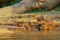 Group of Capybaras on a river bank