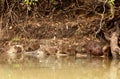 Group of Capybaras on a river bank