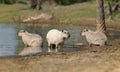 Group of Capybaras on a river bank