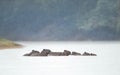 Group of Capybaras swimming in a river in the rain