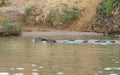 Group of Capybaras swimming in the river