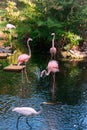 Group of pink flamingos in Dominican Republic