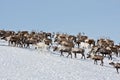 Group of caribou Royalty Free Stock Photo