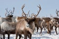 Group of caribou